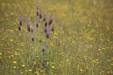 Crested lavender (Lavandula stoechas), meadow, nature photography, Campillo de Deleitosa,