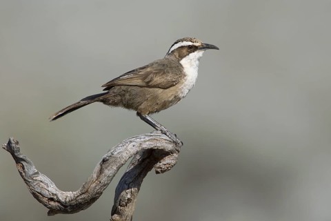 White-browed Babbler (Pomatostomus superciliosus), Australia