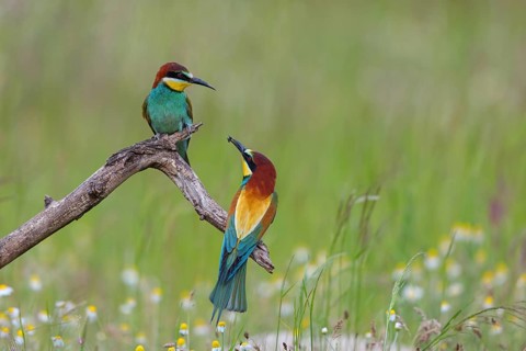 Bee-eater, (Merops apiaster), pair, perch, Tiszaalp-r, Kiskuns-gi National Park, B-cs-Kiskun,