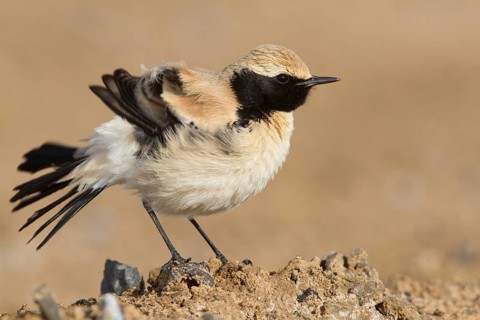 Desert Wheatear (Oenanthe deserti homochroa) male, Morocco