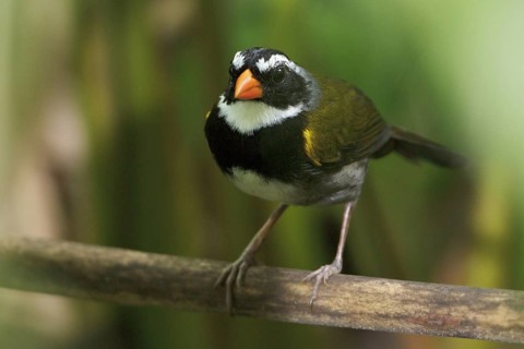 Orange-billed Sparrow (Arremon aurantiirostris) perched on a branch in Costa Rica, Central America