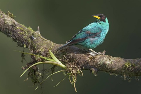 Green Honeycreeper (Chlorophanes spiza) male, Costa Rica
