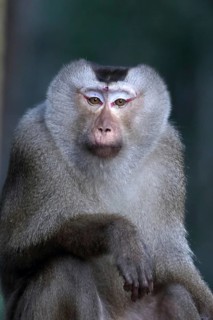 Northern Pig-tailed Macaque (Macaca leonina) male, Khao Yai National Park, Thailand
