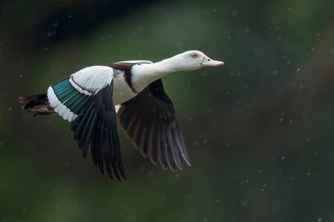 Raja Shelduck (Radjah radjah) in a awertland area in Papua New Guinea