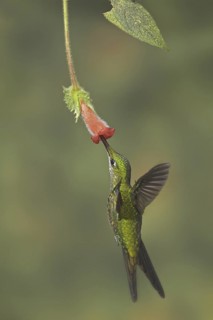 Empress Brilliant (Heliodoxa imperatrix), Ecuador