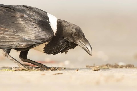 Pied Crow (Corvus albus), Gambia