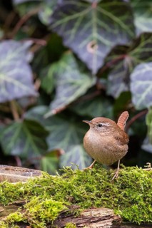 Eurasian Wren (Troglodytes troglodytes), Bavaria, Germany