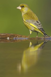 European Greenfinch (Chloris chloris), Rhineland-Palatinate, Germany