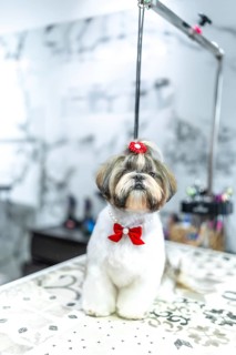 Shih tzu dog standing on a grooming table at a pet salon, featuring a fresh haircut, a red bow in