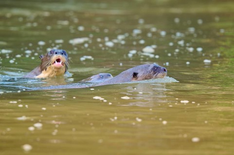 Three otters swimming on the water surface in the river, giant otter (Pteronura brasiliensis),