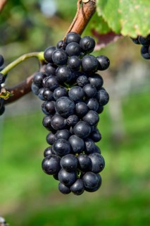 Pinot noir grapes on a vine shortly in front of harvest, near Durbach, Ortenaukreis, Black Forest,