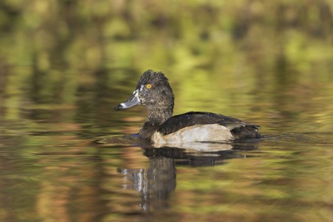 Ring-necked Duck (Aythya collaris) female, British Columbia, Canada