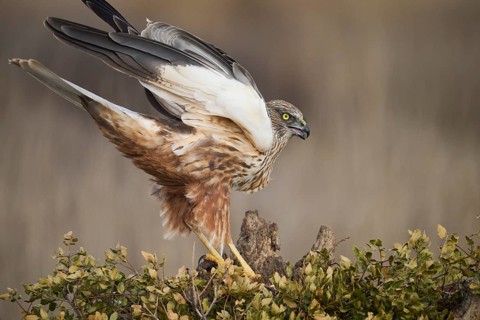 A majestic red kite is captured perched on a branch, its keen eyes scanning the surroundings,