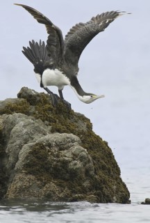 Australian Pied Cormorant (Phalacrocorax varius), New Zealand