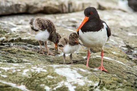 Eurasian Oystercatcher (Haematopus ostralegus) adult and chick, Farne Islands, United Kingdom