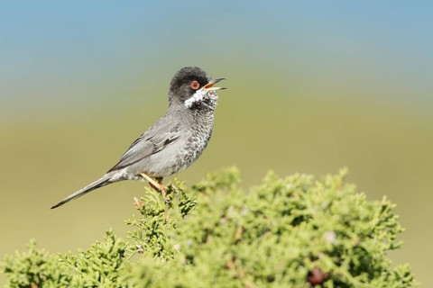 Cyprus Warbler (Sylvia melanothorax) male singing, Cyprus