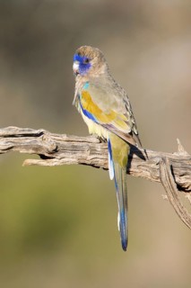 Eastern Bluebonnet (Northiella haematogaster) male, New South Wales, Australia
