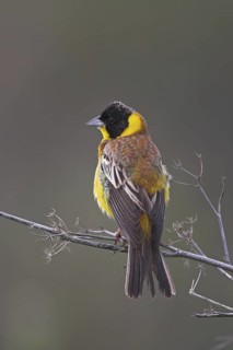 Black-headed Bunting (Emberiza melanocephala) male, Lesvos, Greece