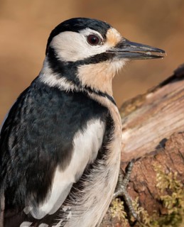 Great Spotted Woodpecker (Dendrocopos major) female, Lower Saxony, Germany