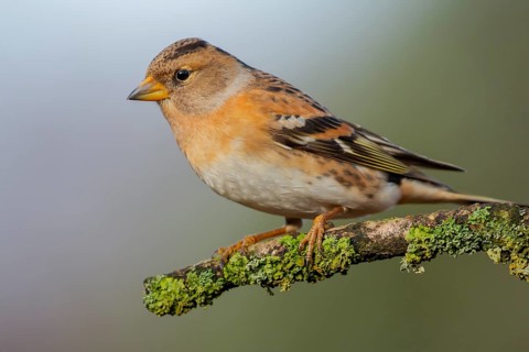 Brambling (Fringilla montifringilla) female perched on a branch, Lower Saxony, Germany