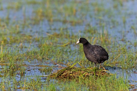 Blässhuhn, Bleßhuhn, Bläßralle, Bleßralle, Bläßhuhn, Black Coot, Coot, Eurasian Coot, Common Coot,