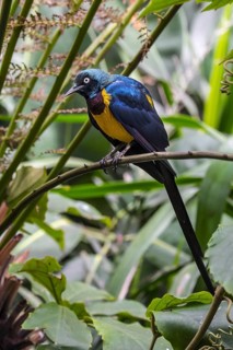 Golden-breasted starling, royal starling (Lamprotornis regius) native to East Africa
