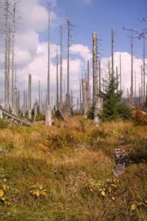 Dead tree trunks rise up in a grassy area under a blue sky, Lusen, Bavarian Forest National Park,