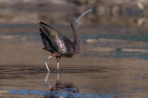 Glossy Ibis (Plegadis falcinellus), Santiago, Cape Verde