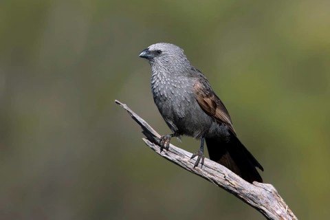Apostlebird (Struthidea cinerea), Victoria, Australia