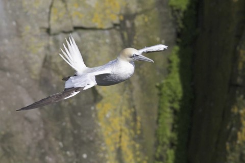 Northern Gannet (Morus bassanus), Newfoundland, Canada