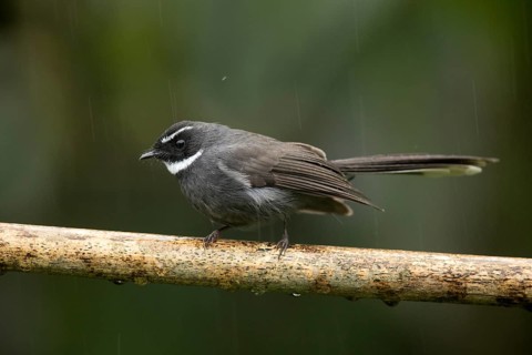 White-throated Fantail (Rhipidura albicollis) perched on a branch, Sabah, Malaysia