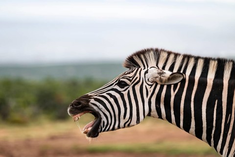 Funny, animal portrait, Burchell's zebra (Equus quagga burchelli) neighing and showing teeth, Addo