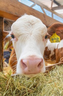 Close-up of a cow's nose eating hay, fitted with ear tags, Haselstaller Hof, Gechingen, Black