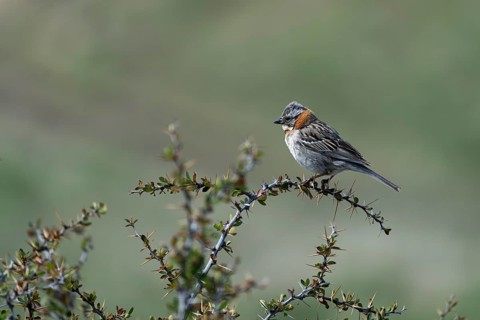Morning Bunting (Zonotrichia capensis), bird sitting on a thorny branch of a barberry bush, Torres