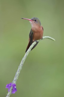 Cinnamon Hummingbird (Amazilia rutila) perched on a flower in Costa Rica