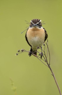 Whinchat (Saxicola rubetra) male, Nizhegorodskaya, Russia