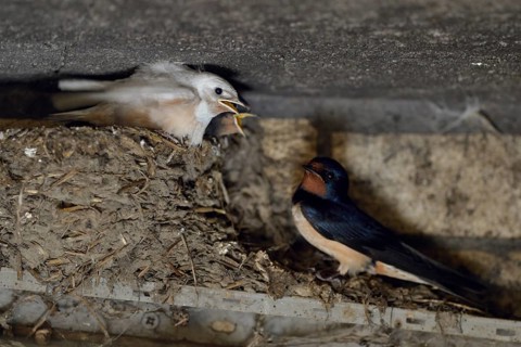 Barn Swallow (Hirundo rustica) at nest with chicks begging for food, North Rhine-Westphalia,
