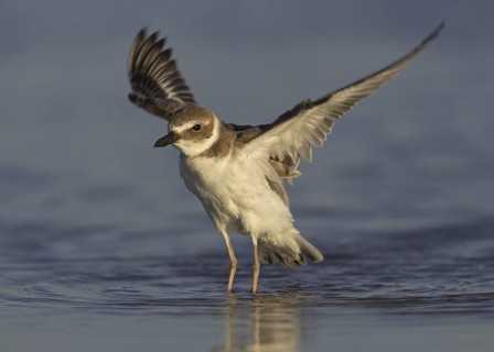 Wilson's Plover (Charadrius wilsonia), Florida, USA