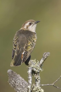 Horsfield's Bronze Cuckoo (Chrysococcyx basalis), Victoria, Australia