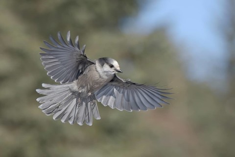Grey Jay (Perisoreus canadensis) flying, Alaska, USA