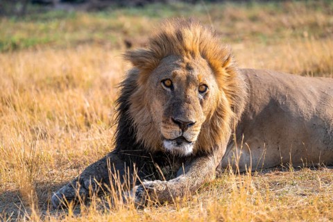 Maned lion (Panthera Leo) lying in grass, savanna, Savuti, Chobe National Park National Park,