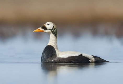 Spectacled Eider (Somateria fischeri) male, Alaska, USA
