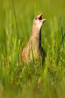 Corn Crake (Crex crex) calling, Saxony-Anhalt, Germany
