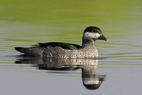 Green Pygmy Goose (Nettapus pulchellus) female, Northern Territory, Australia