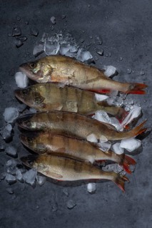 A group of fresh perch on ice, neatly arranged on a dark textured surface. The ice surrounds them,