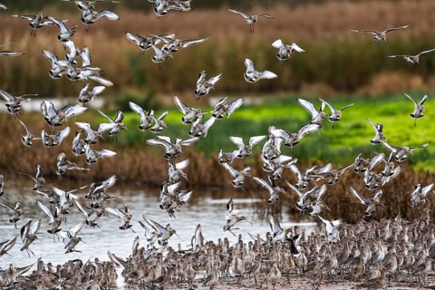 Black-tailed Godwits, Limosa limosa, birds in flight over marshes, Devon, England, United Kingdom