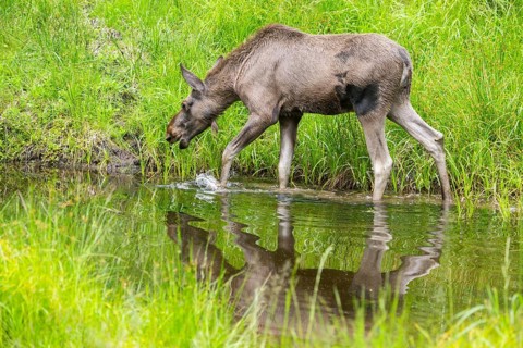Eurasian elk (Alces alces) walking in a little swamp in early summer, Bavarian Forest, Bavaria,