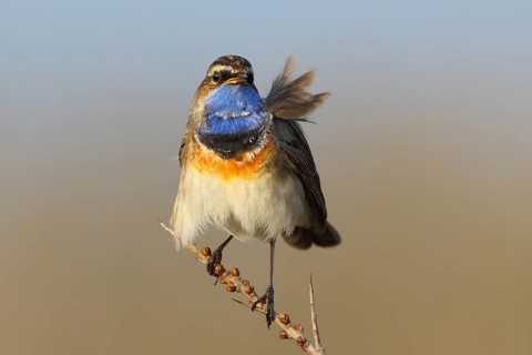 Bluethroat (Luscinia svecica cyanecula) male, Texel, Netherlands