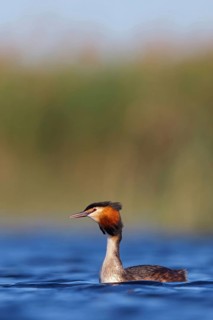 Great Crested Grebe, (Podiceps Scalloped ribbonfish), an animal, floating on the lake, water body,