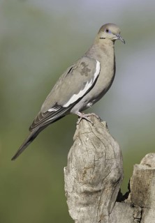 White-winged Dove (Zenaida asiatica), Arizona, USA